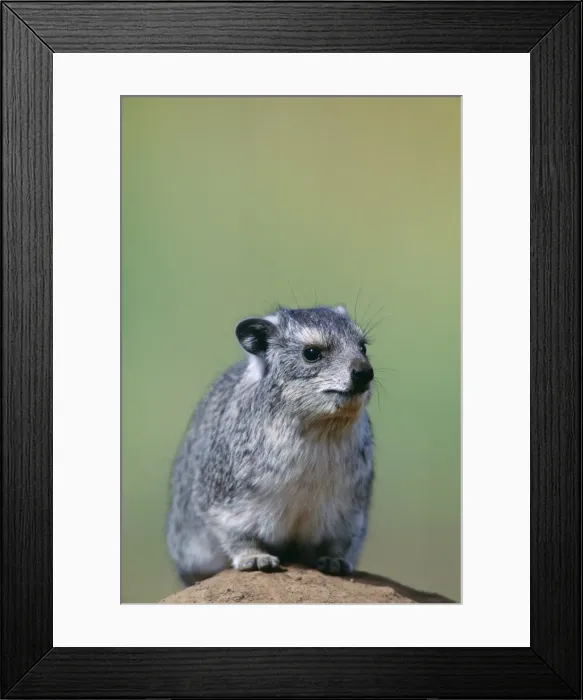 Framed Print : Yellow-spotted Rock Hyrax Fm: Procaviidae Maasai Mara, Kenya, Africa Framed Print : Yellow-spotted Rock Hyrax Fm: Procaviidae Maasai Mara, Kenya, Africa