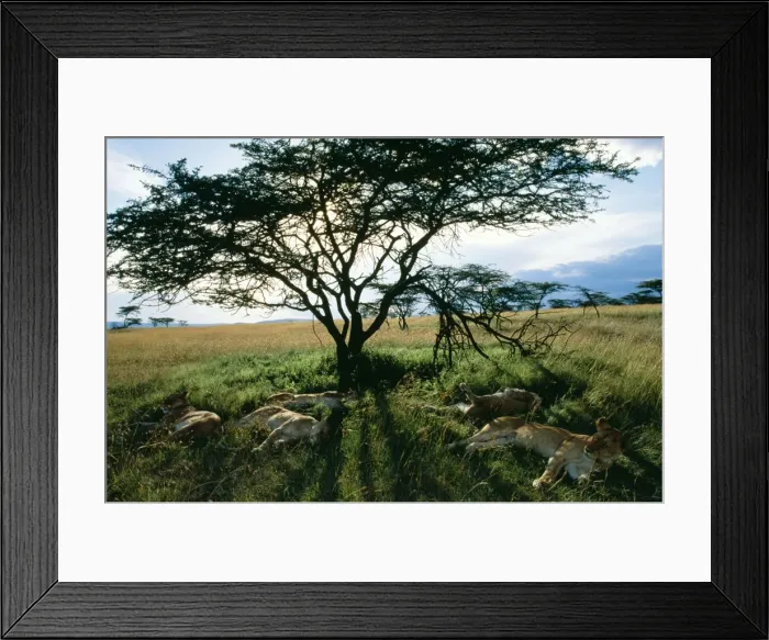 Framed Print : Lion Females sleeping before night hunting, Maasai Framed Print : Lion Females sleeping before night hunting, Maasai