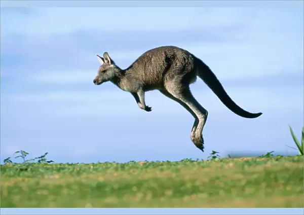 Eastern Grey Kangaroo Murramarang National Park, New South Wales, Australia