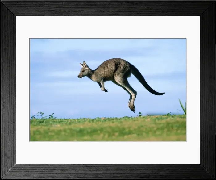 Framed Print : Eastern Grey Kangaroo Murramarang National Park, New South Wales, Australia Framed Print : Eastern Grey Kangaroo Murramarang National Park, New South Wales, Australia