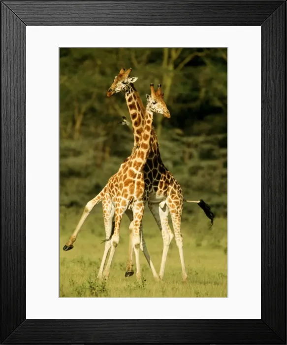 Framed Print : Rothschild's Giraffe - x2 Framed Print : Rothschild's Giraffe - x2