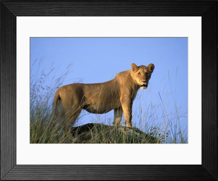 Framed Print : Lion Maasai Mara, Kenya Framed Print : Lion Maasai Mara, Kenya