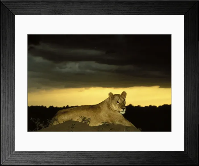 Framed Print : Lion Maasai Mara, Kenya Framed Print : Lion Maasai Mara, Kenya