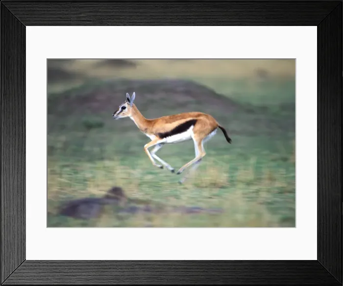 Framed Print : Thomson's Gazelle Maasai Mara, Kenya, Africa Framed Print : Thomson's Gazelle Maasai Mara, Kenya, Africa