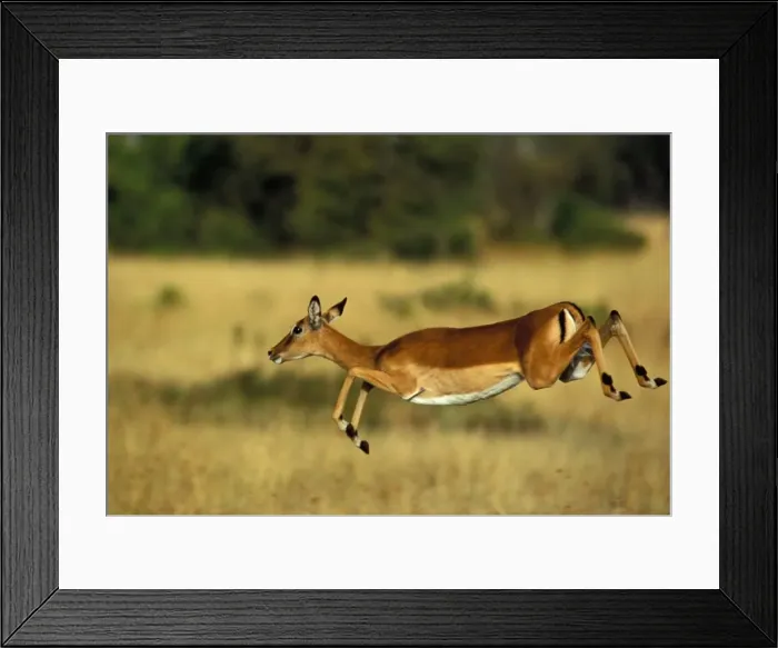Framed Print : Impala Leaping Maasai Mara, Kenya, Africa Framed Print : Impala Leaping Maasai Mara, Kenya, Africa