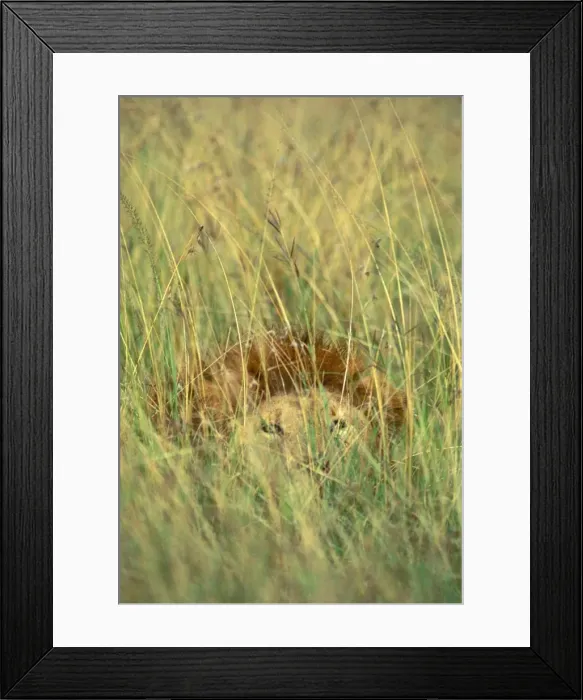 Framed Print : FL 2965. FL-2965. Lion - Camouflaged. Maasai Mara, Kenya, Africa. Framed Print : FL 2965. FL-2965. Lion - Camouflaged. Maasai Mara, Kenya, Africa.