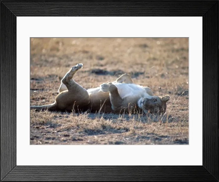 Framed Print : Lion Maasai Mara, Kenya, Africa Framed Print : Lion Maasai Mara, Kenya, Africa