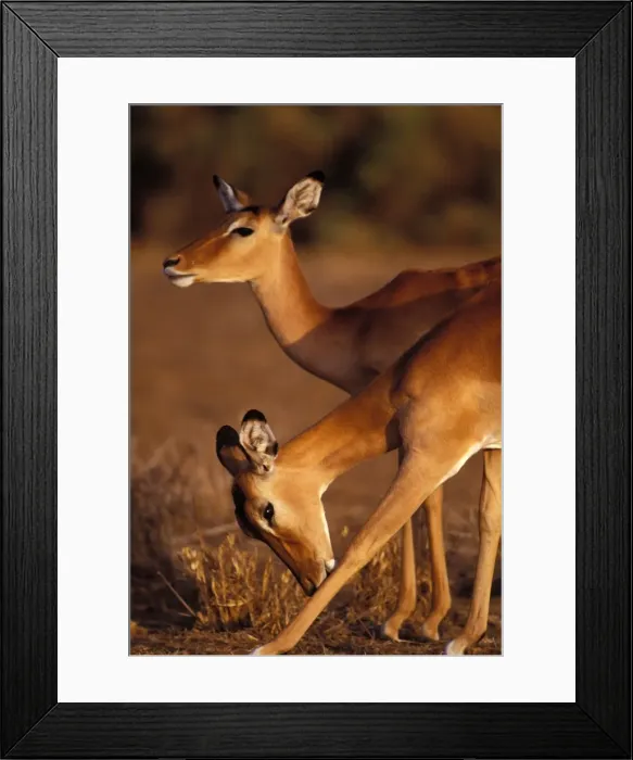 Framed Print : Impala Maasai Mara, Kenya, Africa Framed Print : Impala Maasai Mara, Kenya, Africa