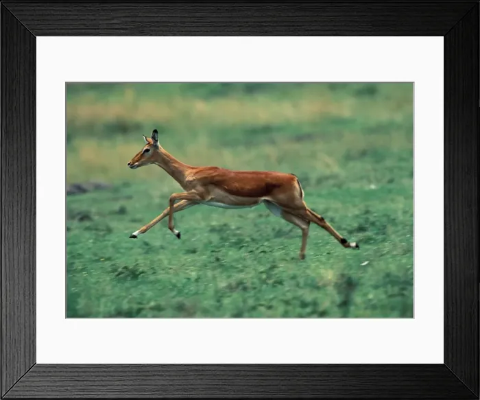 Framed Print : Impala Running Maasai Mara, Kenya, Africa Framed Print : Impala Running Maasai Mara, Kenya, Africa