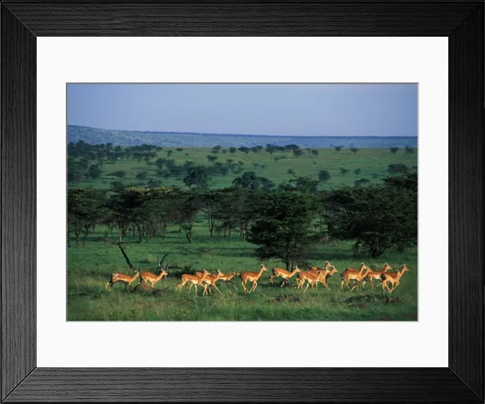 Framed Print : Impala A herd of Impala running Maasai Mara, Kenya, Africa Framed Print : Impala A herd of Impala running Maasai Mara, Kenya, Africa