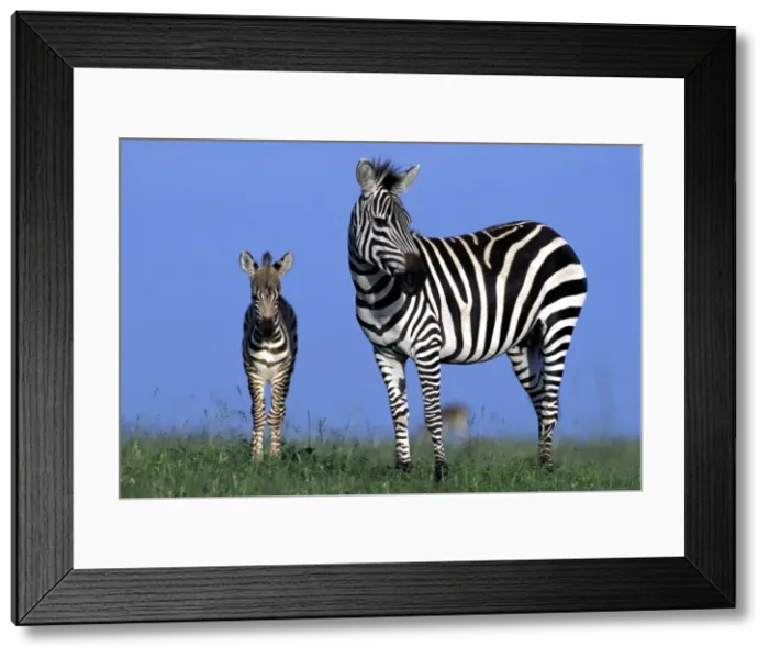 Framed Print : Burchell's / Common / Plains Zebra - Maasai Mara, Africa Framed Print : Burchell's / Common / Plains Zebra - Maasai Mara, Africa