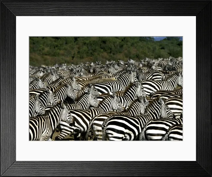 Framed Print : Burchell's / Common / Plains Zebra - Maasai Mara, Africa Framed Print : Burchell's / Common / Plains Zebra - Maasai Mara, Africa