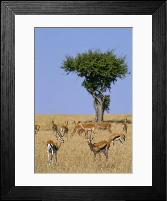 Framed Print : Thomson's Gazelle - in background Grant's Gazelle ? Maasai Mara, Kenya, Africa Framed Print : Thomson's Gazelle - in background Grant's Gazelle ? Maasai Mara, Kenya, Africa