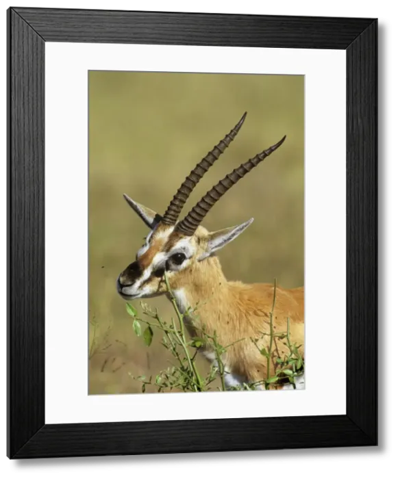 Framed Print : Thomson's Gazelle - territorial scent marking, rubbing secretions from preorbital glands on shrubs Framed Print : Thomson's Gazelle - territorial scent marking, rubbing secretions from preorbital glands on shrubs