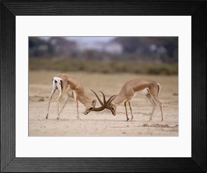 Framed Print : Grant's Gazelle - males fighting Maasai Mara, Kenya, Africa Framed Print : Grant's Gazelle - males fighting Maasai Mara, Kenya, Africa