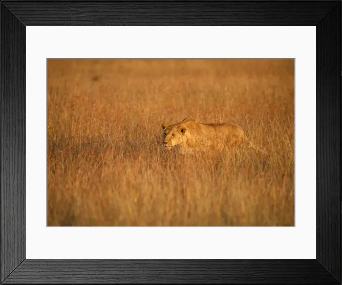 Framed Print : Lion Maasai Mara, Kenya, Africa Framed Print : Lion Maasai Mara, Kenya, Africa