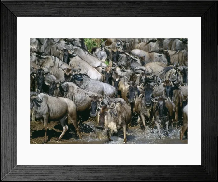 Framed Print : Wildebeest Maasai Mara, Kenya, Africa Framed Print : Wildebeest Maasai Mara, Kenya, Africa