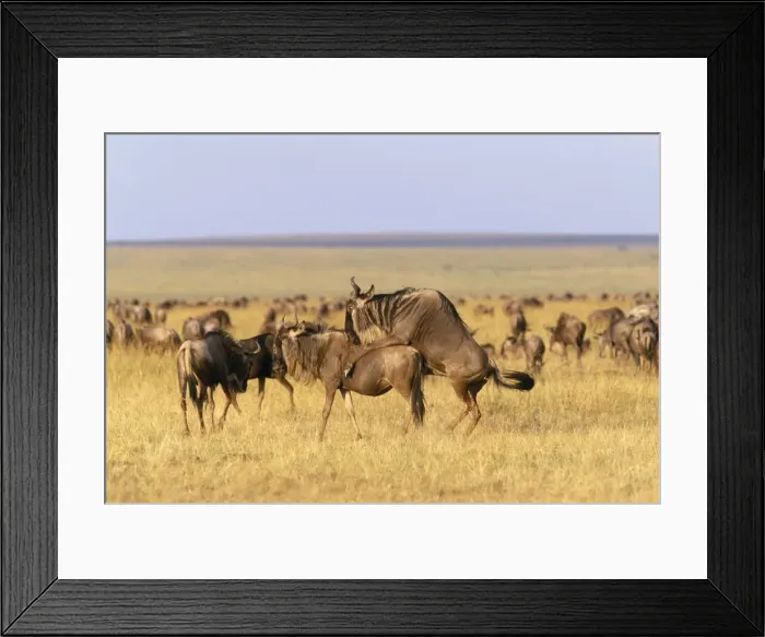 Framed Print : Wildebeest - pair mating Maasai Mara, Kenya, Africa Framed Print : Wildebeest - pair mating Maasai Mara, Kenya, Africa