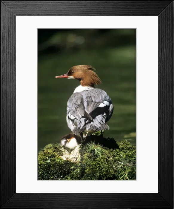 Framed Print : Goosander Duck - female Dovedale, Derbyshire, UK Framed Print : Goosander Duck - female Dovedale, Derbyshire, UK