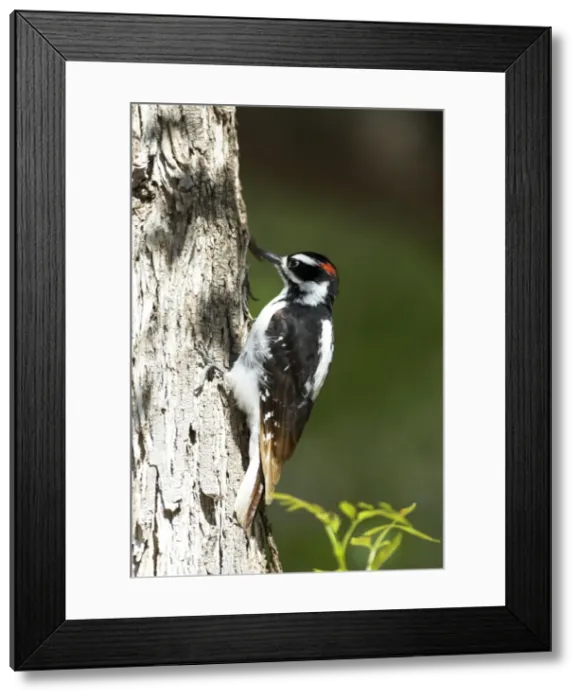 Framed Print : Hairy Woodpecker On tree trunk. Zion National Park, Utah