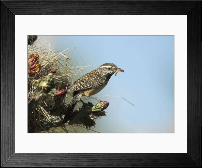 Framed Print : Cactus wren At entrance to nest with food in bill Sonoran Desert, Arizona Framed Print : Cactus wren At entrance to nest with food in bill Sonoran Desert, Arizona