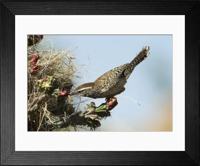 Framed Print : Cactus Wren About to enter nest with food Sonoran Desert, Arizona Framed Print : Cactus Wren About to enter nest with food Sonoran Desert, Arizona