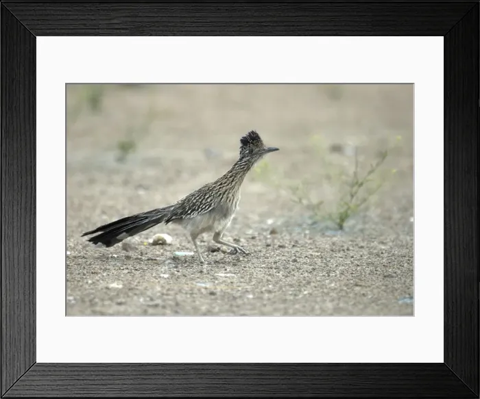Framed Print : Greater Roadrunner On ground with foot raised Waste ground, Tucson, Arizona Framed Print : Greater Roadrunner On ground with foot raised Waste ground, Tucson, Arizona