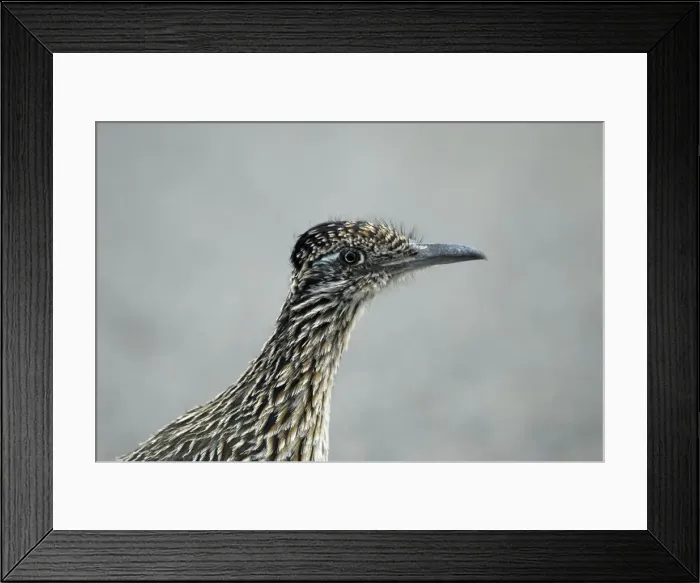 Framed Print : Greater Roadrunner Close up of head Tucson, Arizona Framed Print : Greater Roadrunner Close up of head Tucson, Arizona