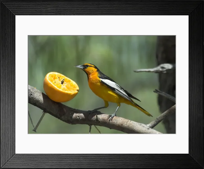 Framed Print : Bullock's Oriole Feeding on orange at garden feeding station Portal, SE Arizona Framed Print : Bullock's Oriole Feeding on orange at garden feeding station Portal, SE Arizona