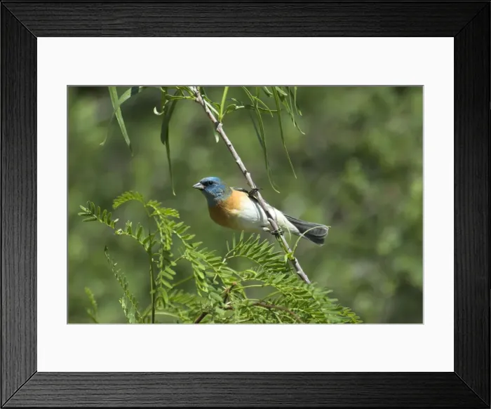 Framed Print : Lazuli Bunting Male onbranch in bush Portal SE Arizona Framed Print : Lazuli Bunting Male onbranch in bush Portal SE Arizona