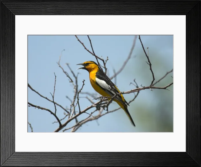 Framed Print : Bullock's Oriole Male singing on branch Portal, SE Arizona Framed Print : Bullock's Oriole Male singing on branch Portal, SE Arizona