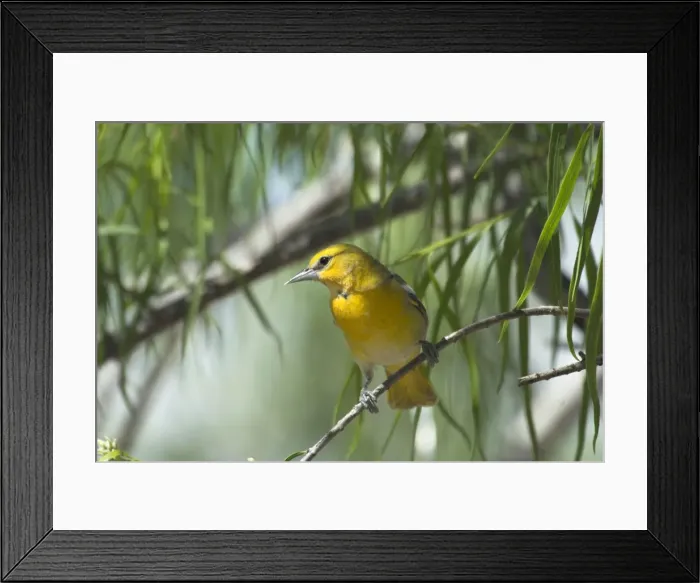 Framed Print : Bullock's Oriole Female on branch in bush Portal, SE Arizona