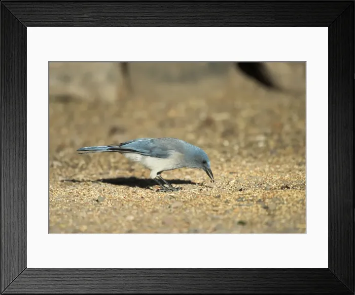 Framed Print : Mexican Jay Feeding on ground Portal SE Arizona Framed Print : Mexican Jay Feeding on ground Portal SE Arizona