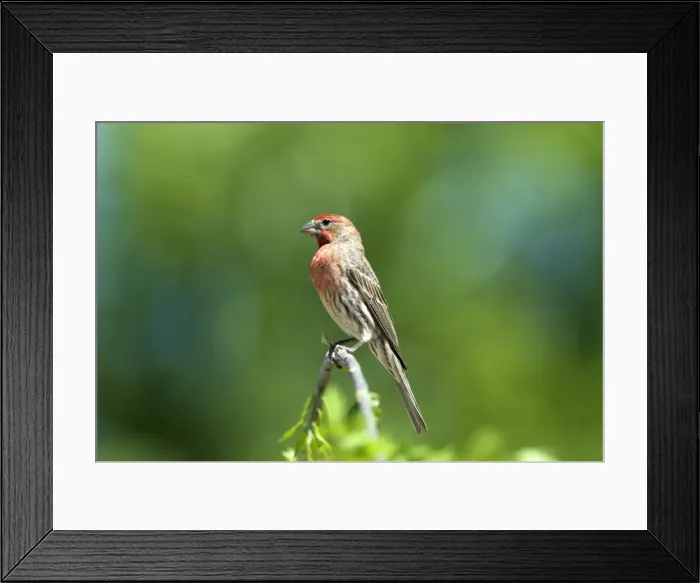 Framed Print : House Finch Male on branch Arizona