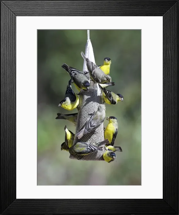 Framed Print : Lesser Goldfinches Feeding on niger at garden feeder SE Arizona Framed Print : Lesser Goldfinches Feeding on niger at garden feeder SE Arizona