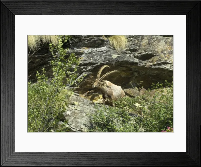 Framed Print : Alpine Ibex Italian Alps Framed Print : Alpine Ibex Italian Alps