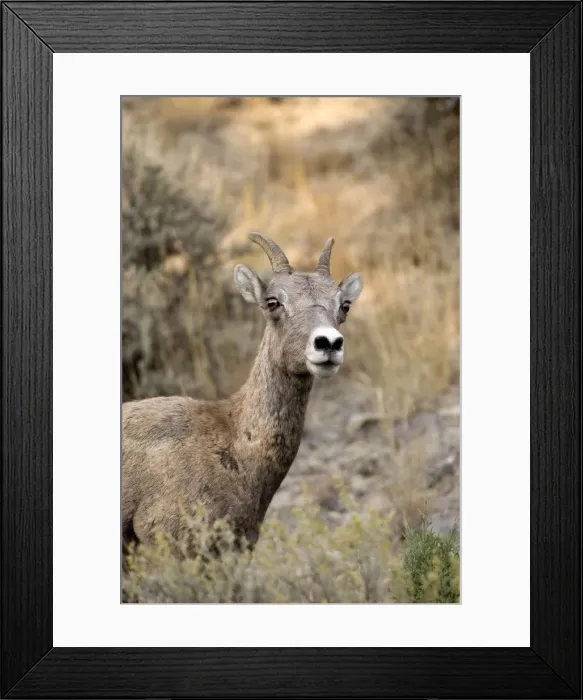 Framed Print : Bighorn Sheep Close up of head of female Yellowstone NP. USA Framed Print : Bighorn Sheep Close up of head of female Yellowstone NP. USA