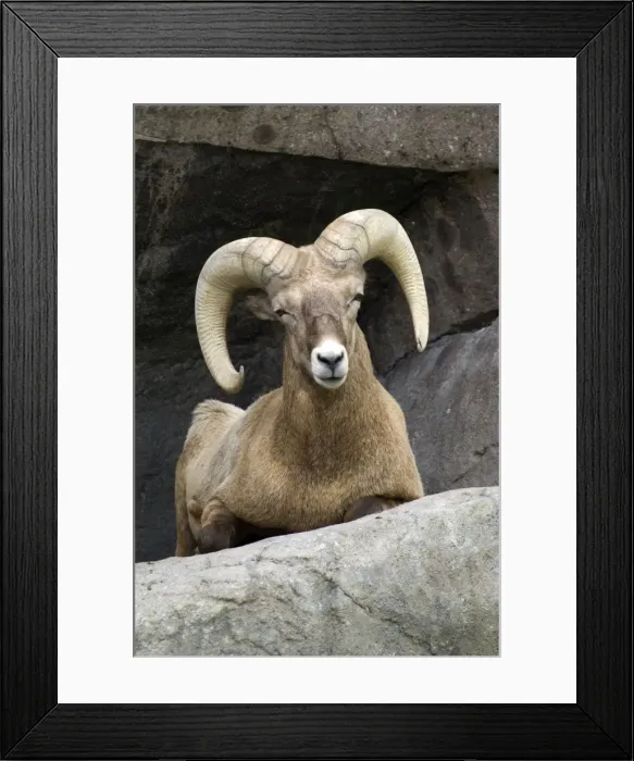 Framed Print : Bighorn Sheep Male sitting on rock ledge Montana. USA Framed Print : Bighorn Sheep Male sitting on rock ledge Montana. USA