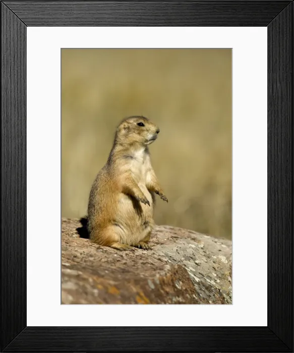Framed Print : Black-tailed Praire Dog Sitting on rock, side view Montana. USA Framed Print : Black-tailed Praire Dog Sitting on rock, side view Montana. USA