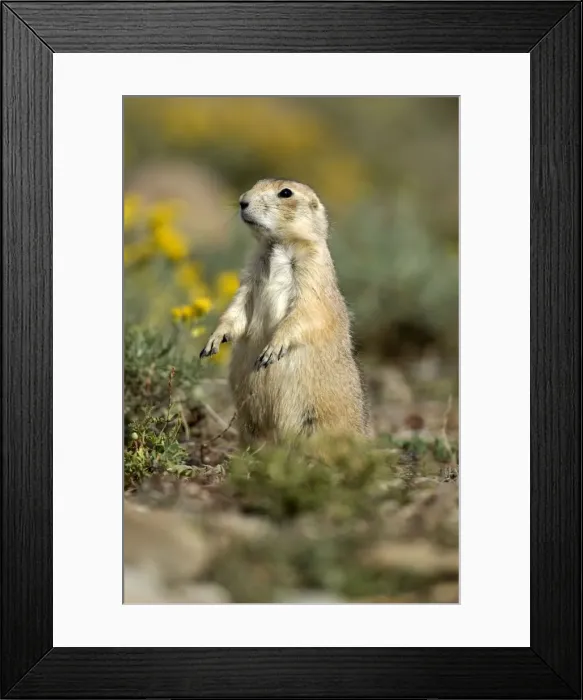 Framed Print : Black-tailed Praire Dog Side view standing up in vegetation Montana. USA Framed Print : Black-tailed Praire Dog Side view standing up in vegetation Montana. USA