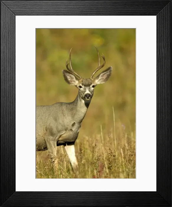 Framed Print : Mule Deer Portrait head and front of body Yellowstone NP. USA Framed Print : Mule Deer Portrait head and front of body Yellowstone NP. USA