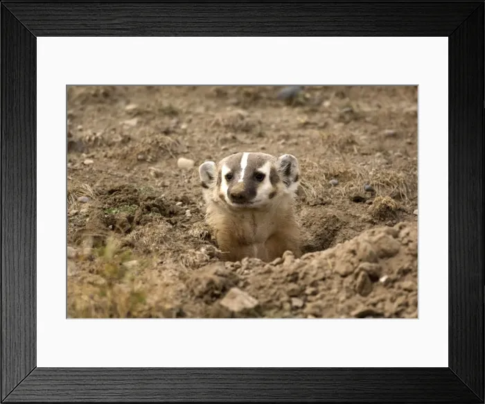 Framed Print : American Badger Looking out of newly dug set Montana. USA Framed Print : American Badger Looking out of newly dug set Montana. USA