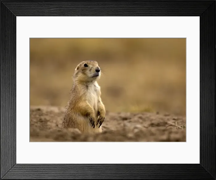 Framed Print : Black-tailed Praire Dog Sitting in entrance to burrow Montana. USA Framed Print : Black-tailed Praire Dog Sitting in entrance to burrow Montana. USA