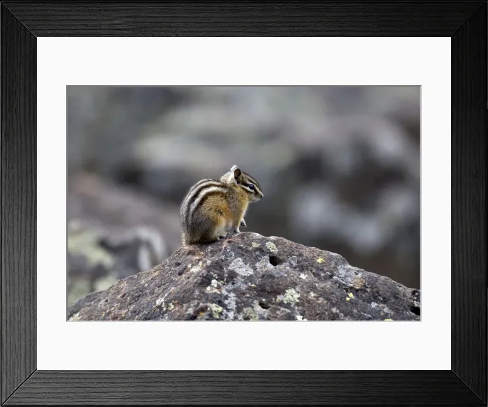Framed Print : Least Chipmunk Side view sitting on rock Yellowstone NP. USA Framed Print : Least Chipmunk Side view sitting on rock Yellowstone NP. USA