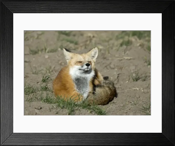 Framed Print : Red Fox Sitting curled up in sun with eyes closed Yellowstone NP. USA Framed Print : Red Fox Sitting curled up in sun with eyes closed Yellowstone NP. USA