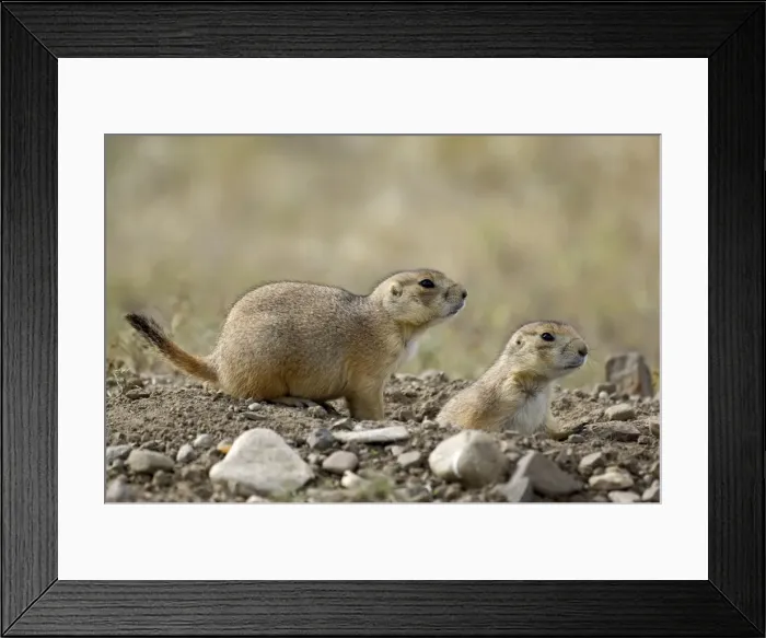Framed Print : Black-tailed Praire Dogs Pair looking out at entrance to burrow Montana. USA Framed Print : Black-tailed Praire Dogs Pair looking out at entrance to burrow Montana. USA