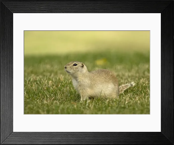 Framed Print : Richardson's Ground Squirrel Side view with head up in alert posture Montana. USA Framed Print : Richardson's Ground Squirrel Side view with head up in alert posture Montana. USA