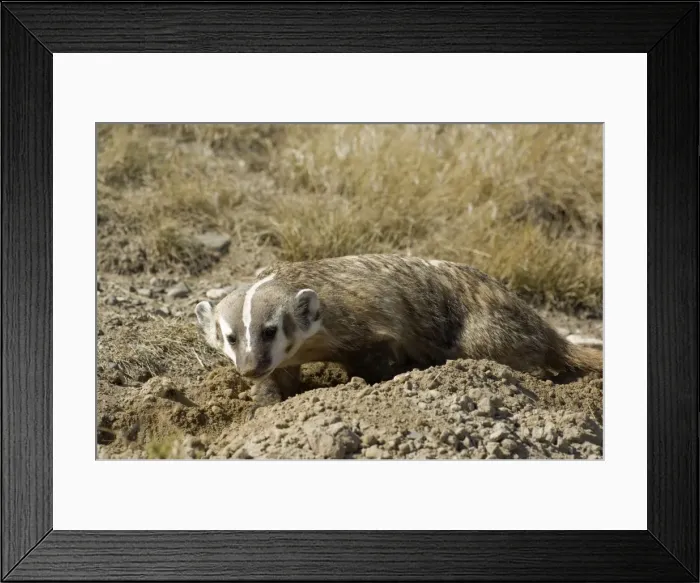Framed Print : American Badger Digging new set Montana. USA Framed Print : American Badger Digging new set Montana. USA