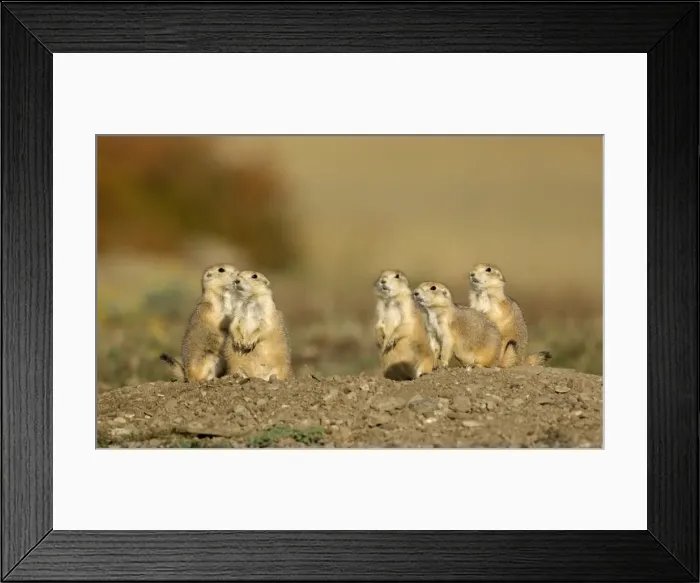 Framed Print : Family of Black-tailed Praire Dogs At entrance to their burrow Montana. USA Framed Print : Family of Black-tailed Praire Dogs At entrance to their burrow Montana. USA