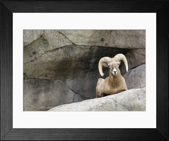 Framed Print : Bighorn Sheep Male sitting on rock ledge Montana. USA Framed Print : Bighorn Sheep Male sitting on rock ledge Montana. USA